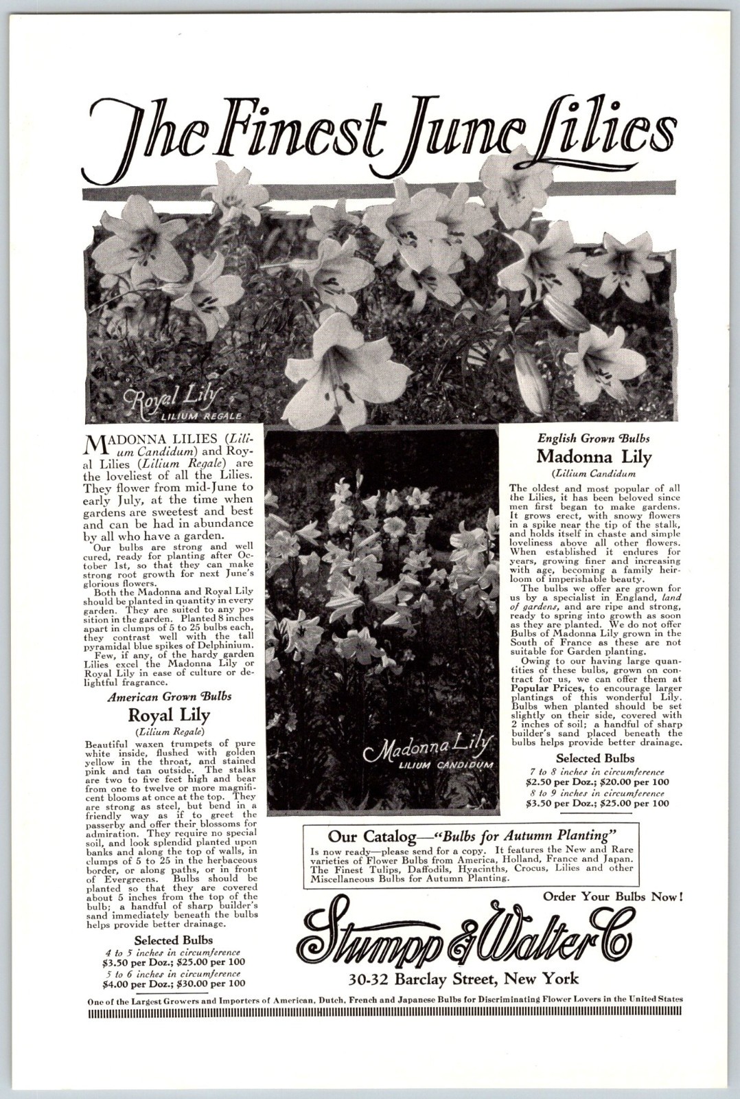 STUMP & WALTER CO. FINEST JUNE LILIES Vtg. 6.5″x10″ Magazine Ad 1920’s M750