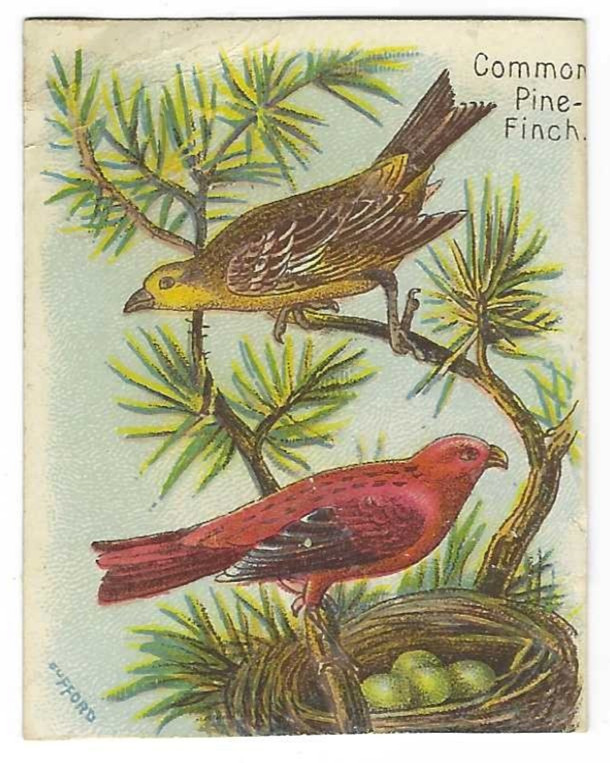 Common Pine Finch Arm & Hammer Handsome Birds Church & Co #36 J1 c1890