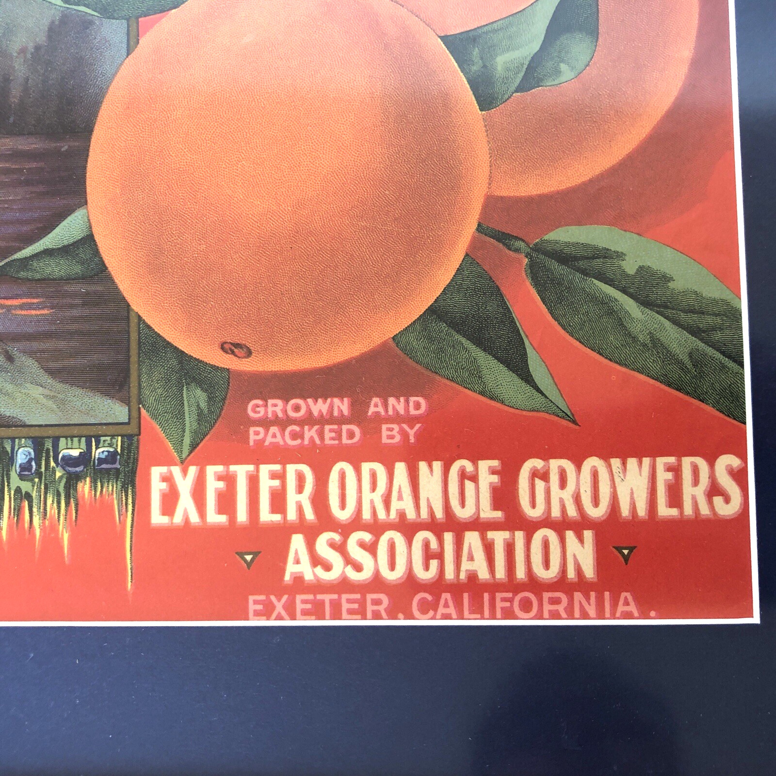 Vtg Original Yokohl Oranges Fruit Crate Label Framed Exeter Native American Fish