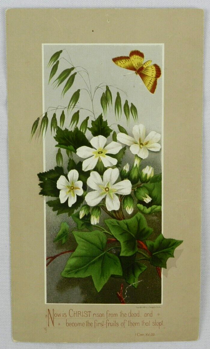 White Flower and White & Brown Butterfly, 1881 Prang & Co Boston – Trade Card