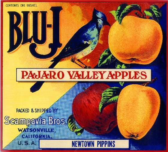 Watsonville California Blu-J Blue Jay Bird Apple Fruit Crate Label Art Print
