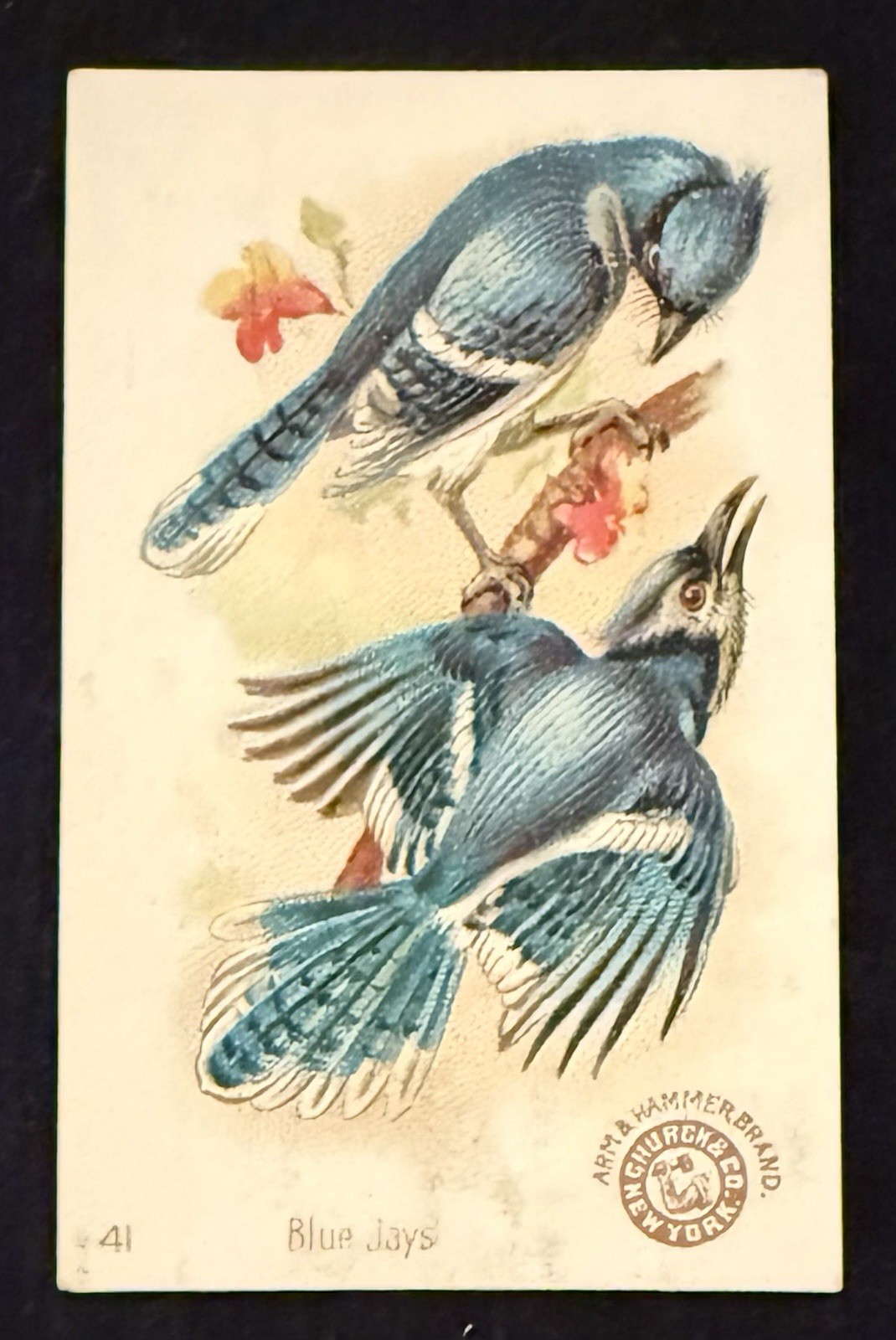 1880’s Arm 💪& Hammer 🔨 Beautiful Birds Series #41 🦅 Blue Jays