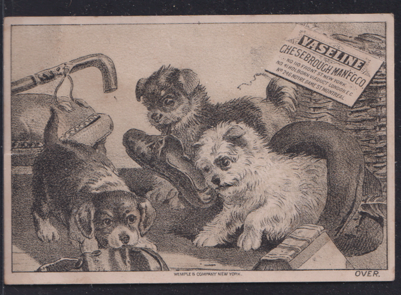 DIFFERENT VASELINE TRADE CARD, 3 PUPPIES, CHESEBOROUGH MANUFACTURERING CO X760