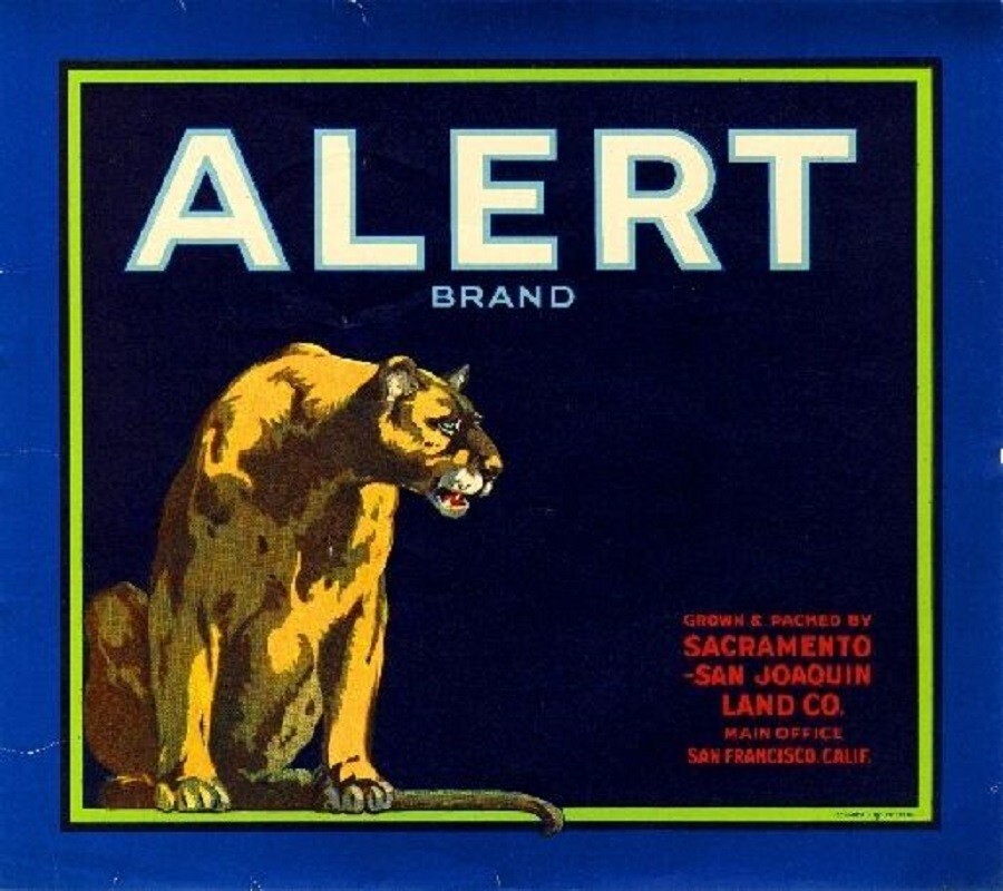 Alert Orange Sacramento Cougar Mountain Lion Citrus Fruit Crate Label Art Print