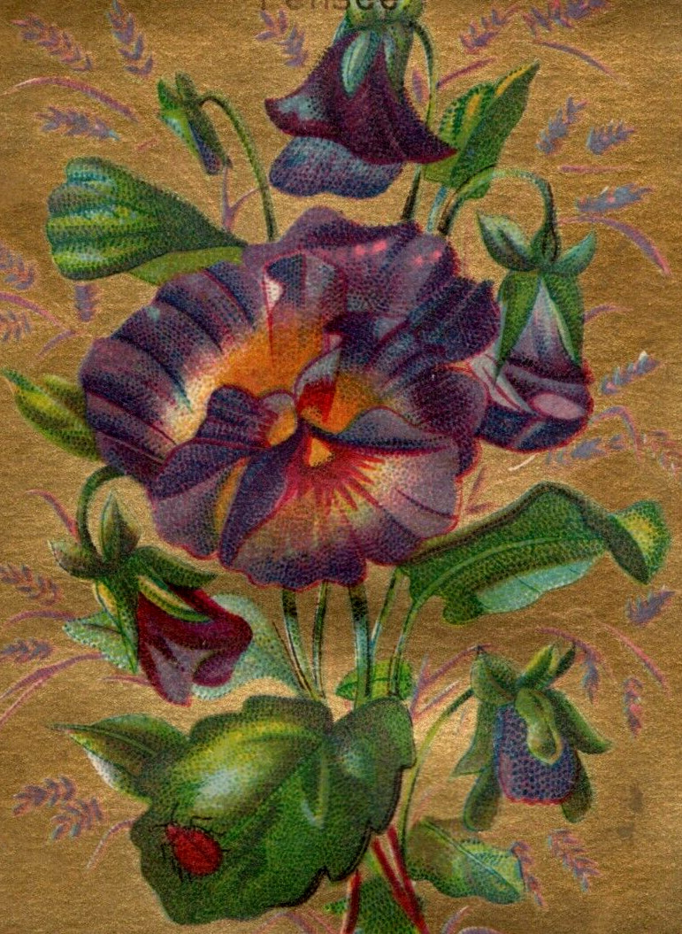 1870s-80s John J. Slifer’s Oyster Saloons Lovely Pansies Flowers F198