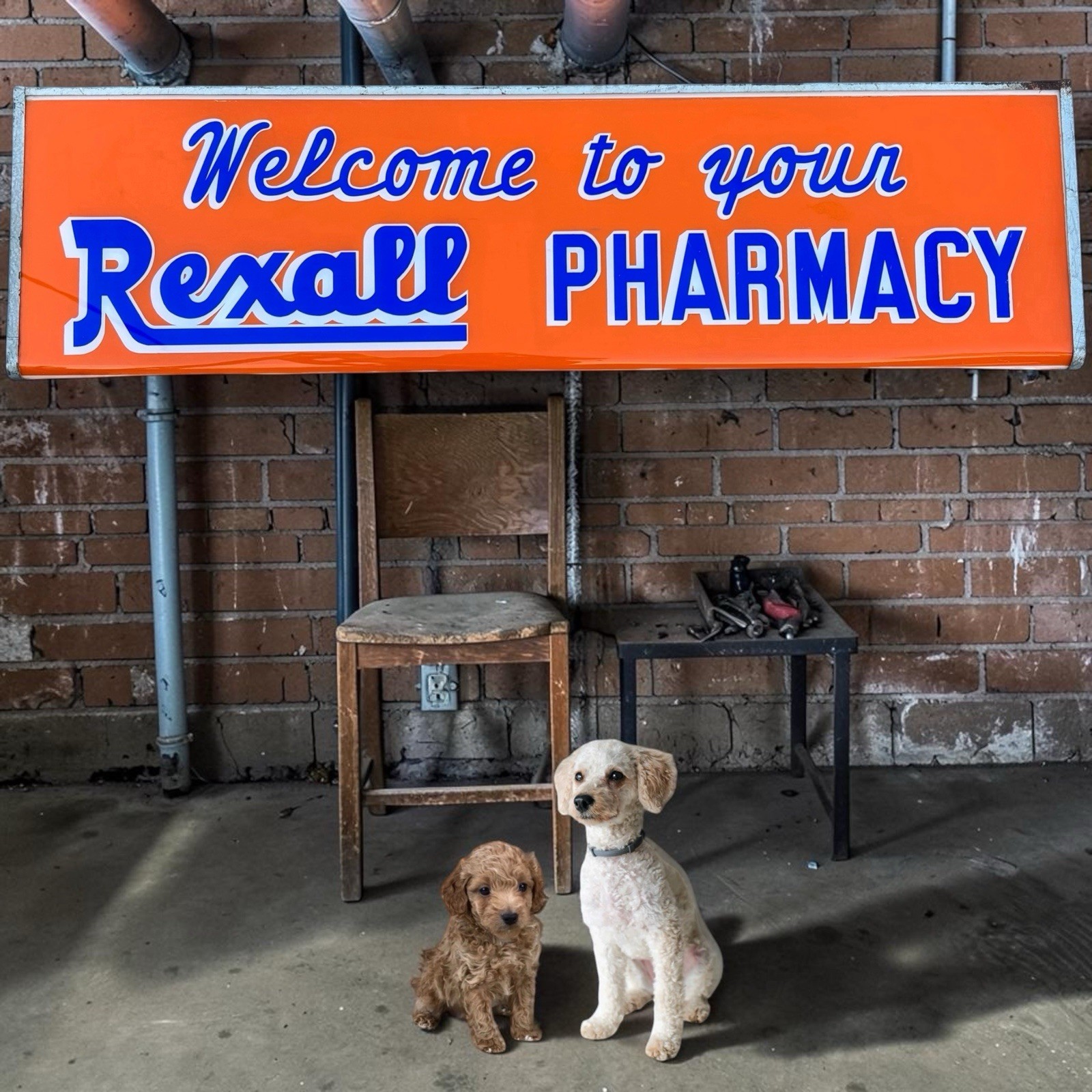 Vintage Rexall Pharmacy Lighted Sign RX Prescriptions Old Drug Store Advertising