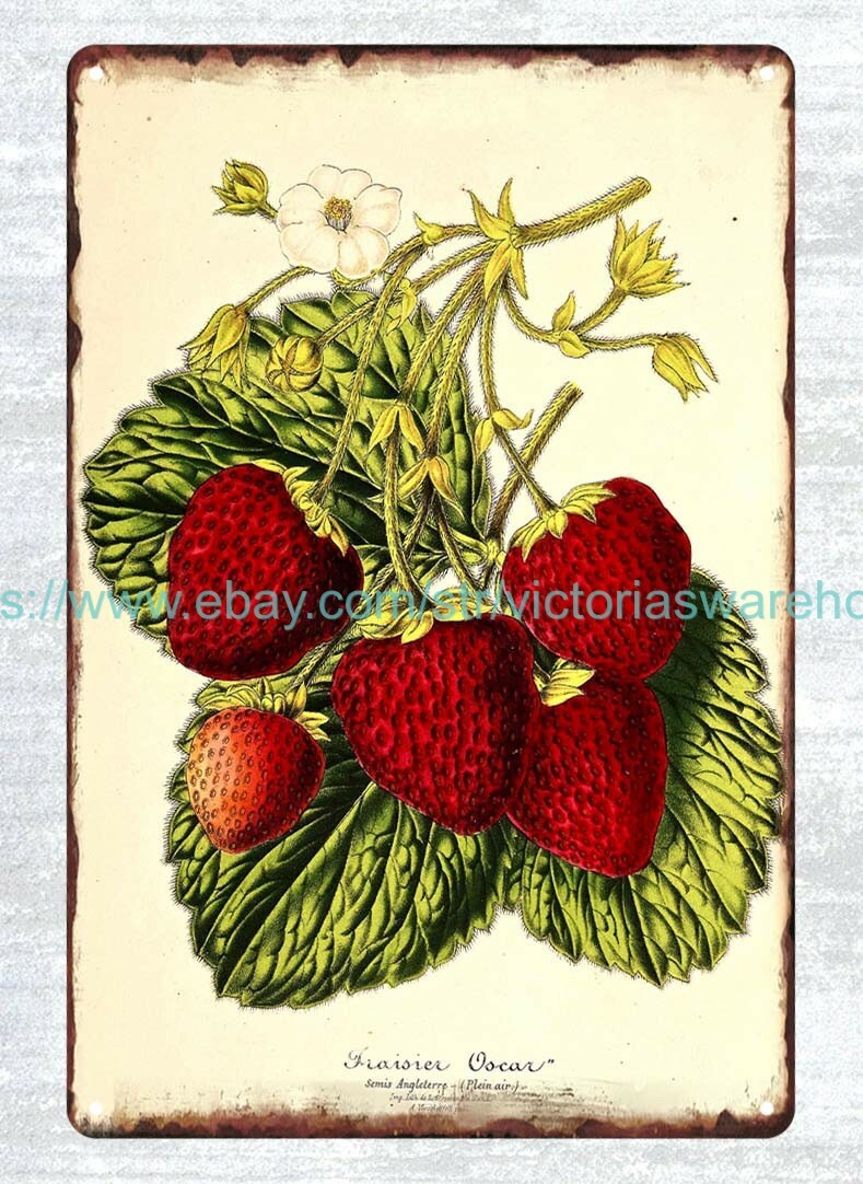 plaque wall art Strawberry ‘Oscar’ (1870-1879) 1870s metal tin sign