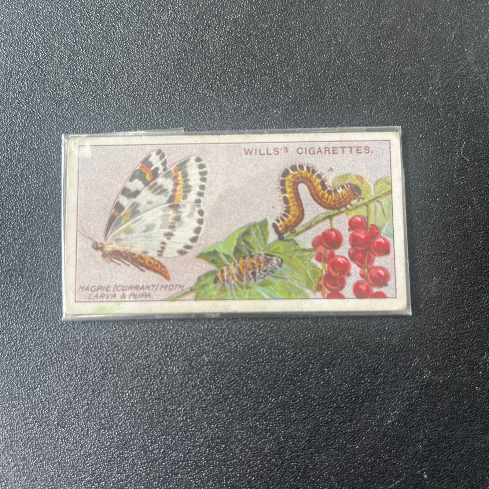 1914 Wills Garden Life tobacco card Flowers & Bugs #12 Magpie Moth, Larva, Pupa