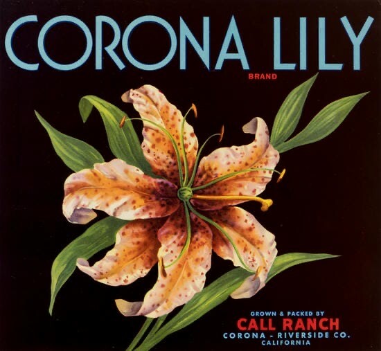 Corona Lily – Crate Label – Original Old Vintage – 1930s – Corona, Ca.