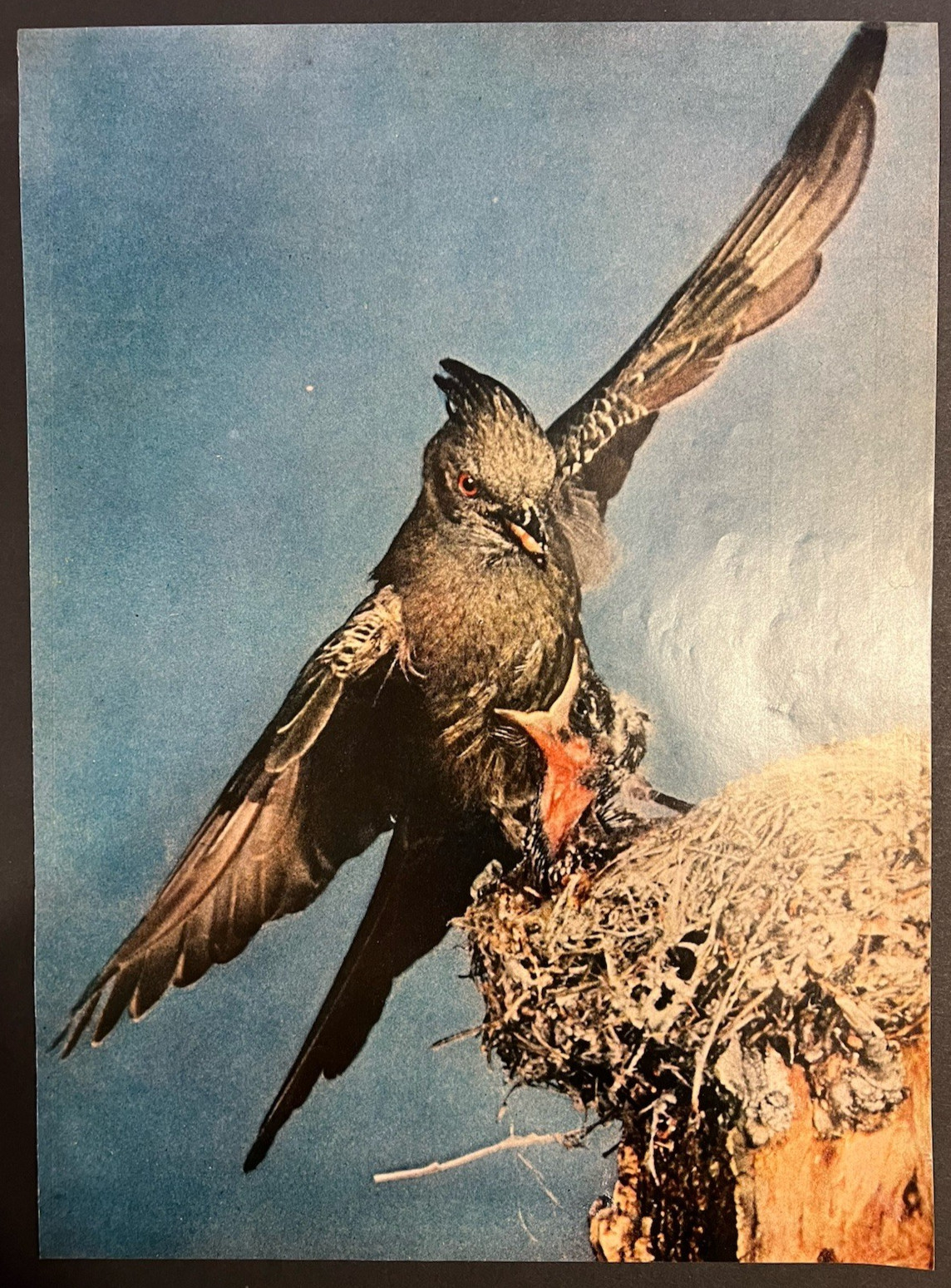 Vtg 1950s Full Page Photo Chimney Swift Bird Feeding It’s Young-Wings Spread