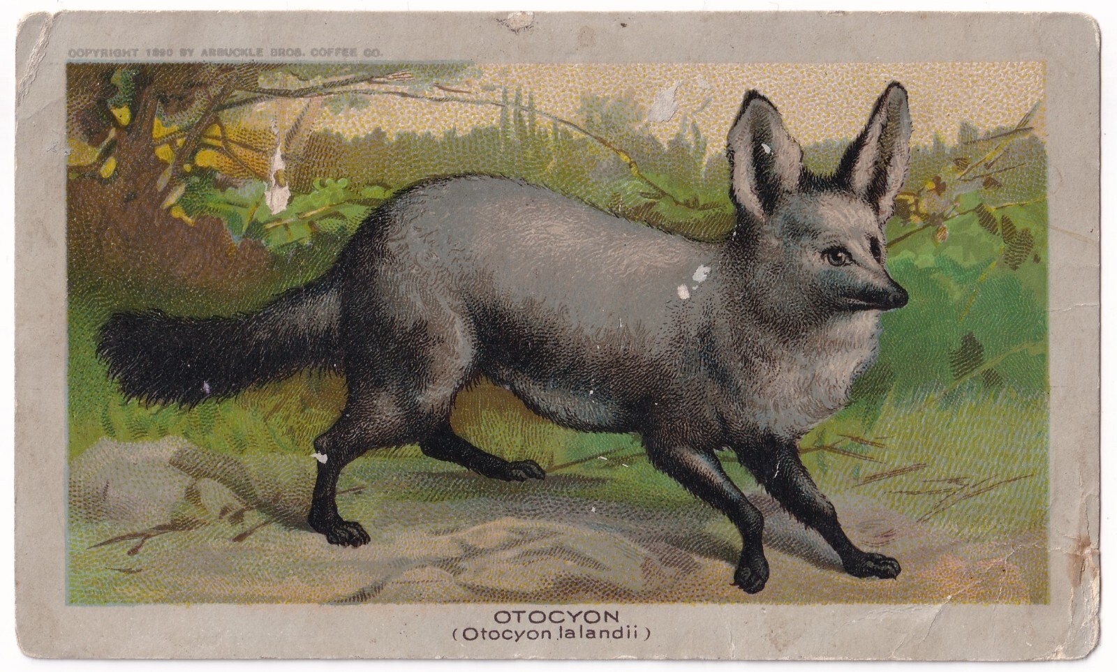Trade Card No. 43 Otocyon Arbuckle Bros. Coffee Company New York