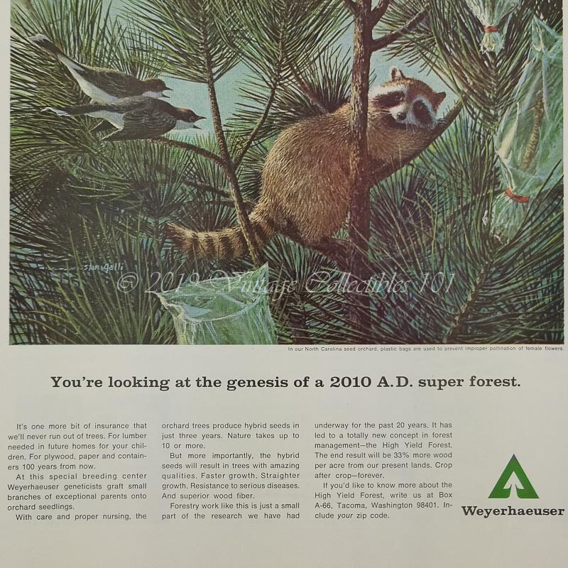 1967 Weyerhaeuser Futuristic 2010 Super Forest Raccoon photo art decor print ad