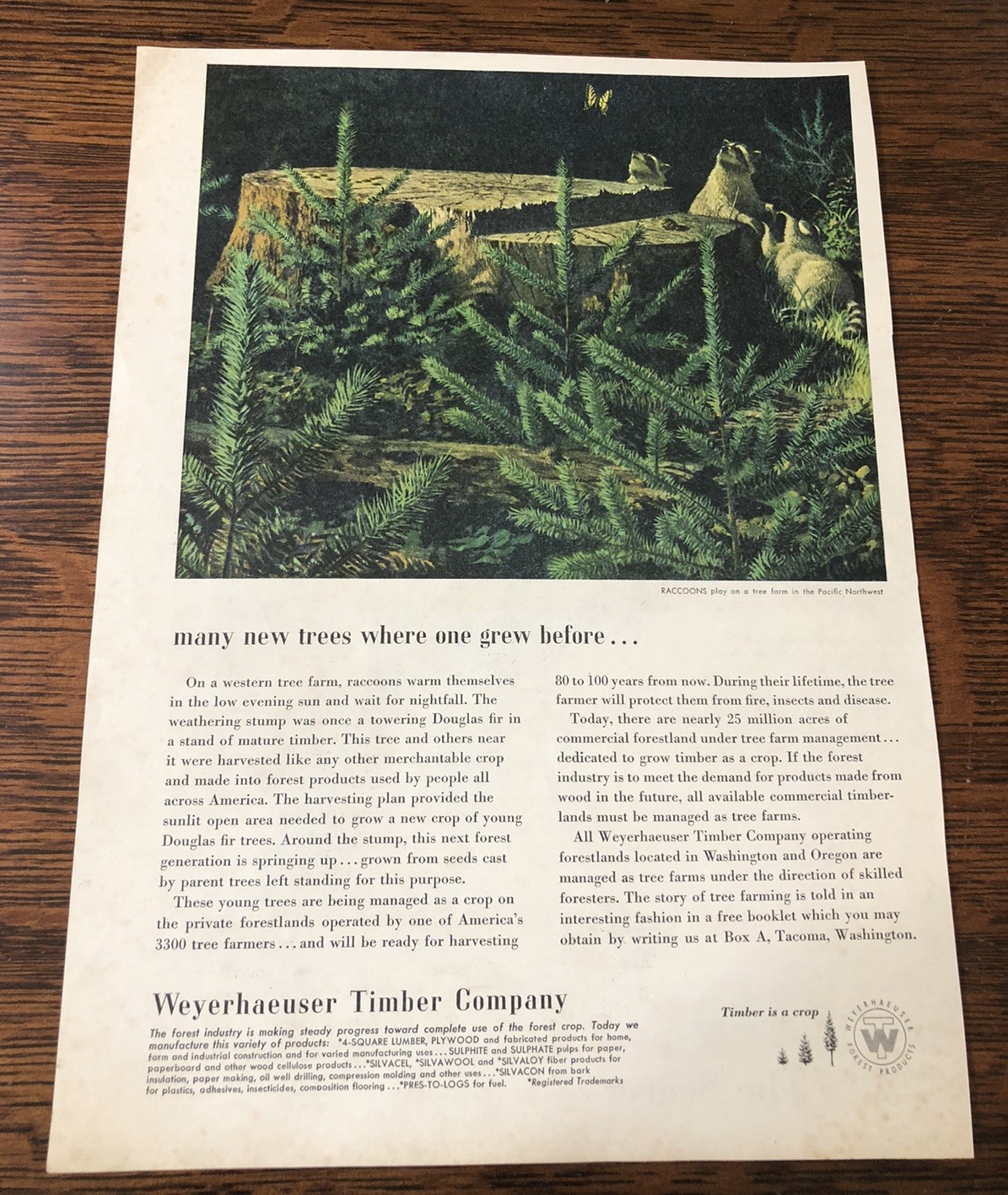 1952 Weyerhaeuser Timber Co – Raccoons Play on Tree Farm – Vintage Magazine Ad