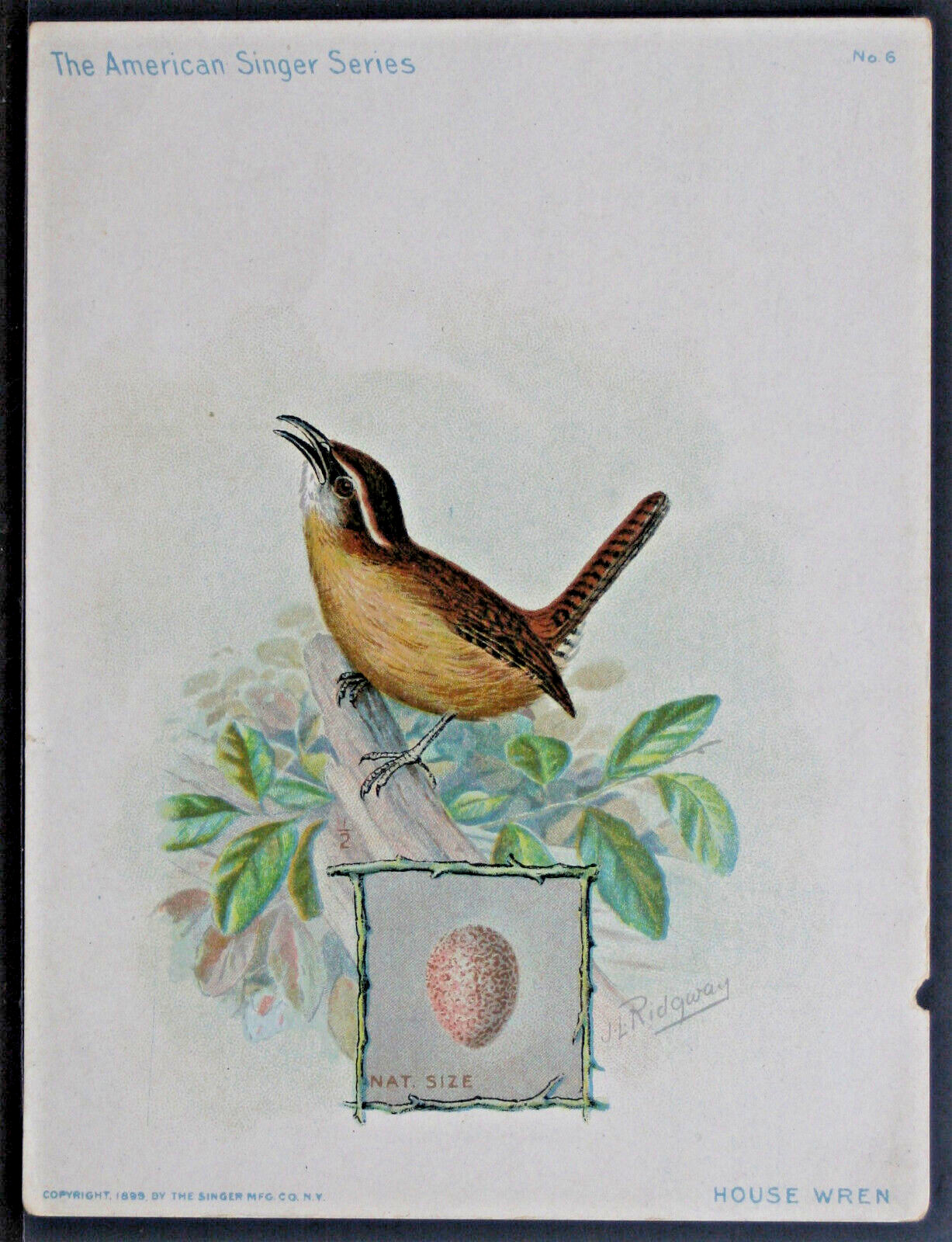 The American Singer Series Lg Trade Cards #6 House Wren 1899 EPH66