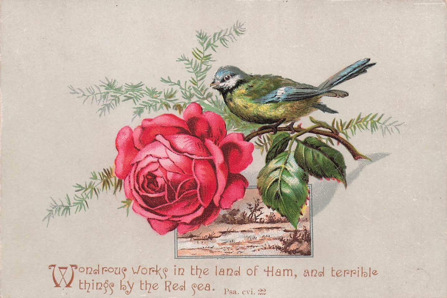 Victorian Bird Rose Scripture Trade Card Psa 106 Red Sea Vtg Ephemera I54