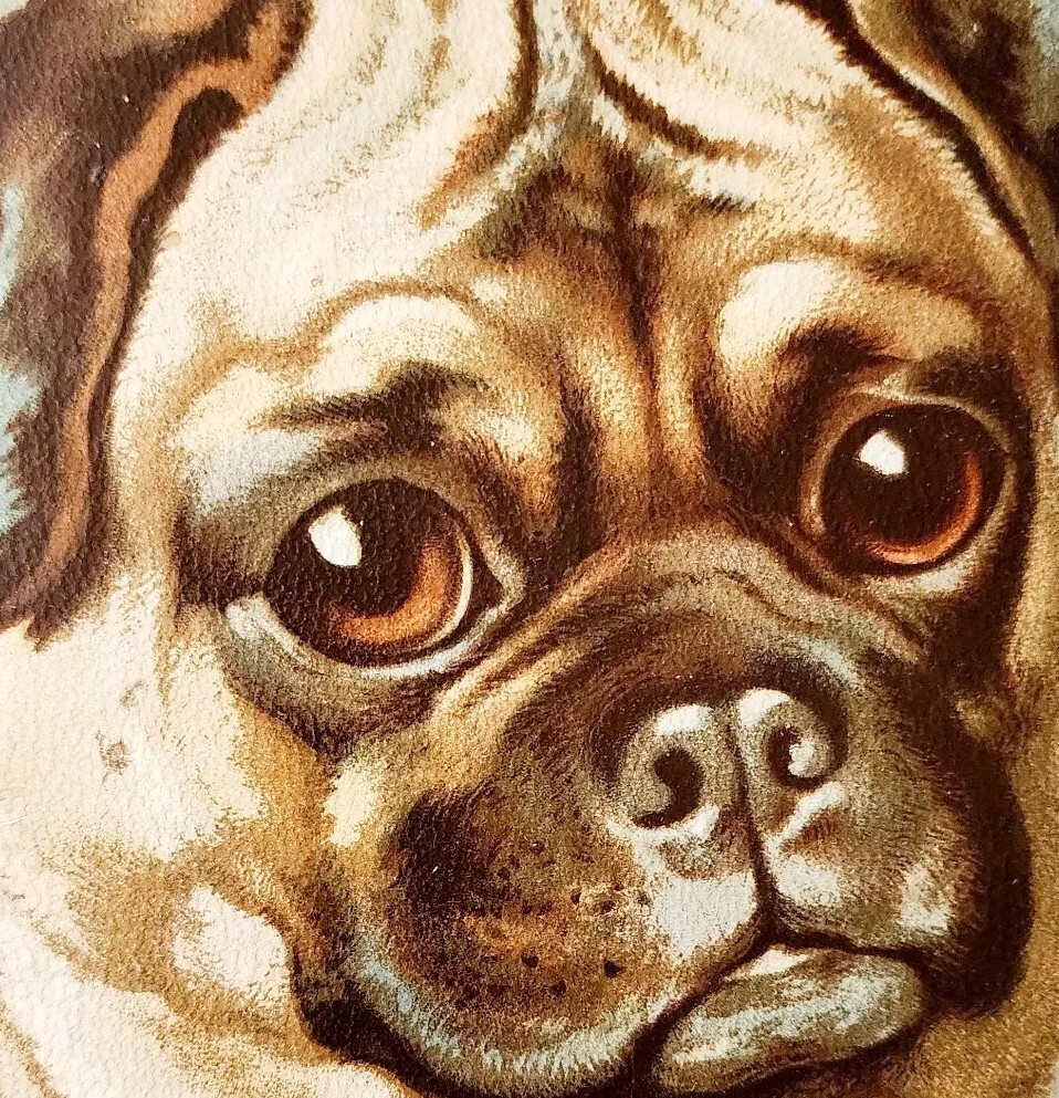 C1890 Pug Note Book Cover Die Cut Lithograph Raphael Tuck Co Victorian E88F