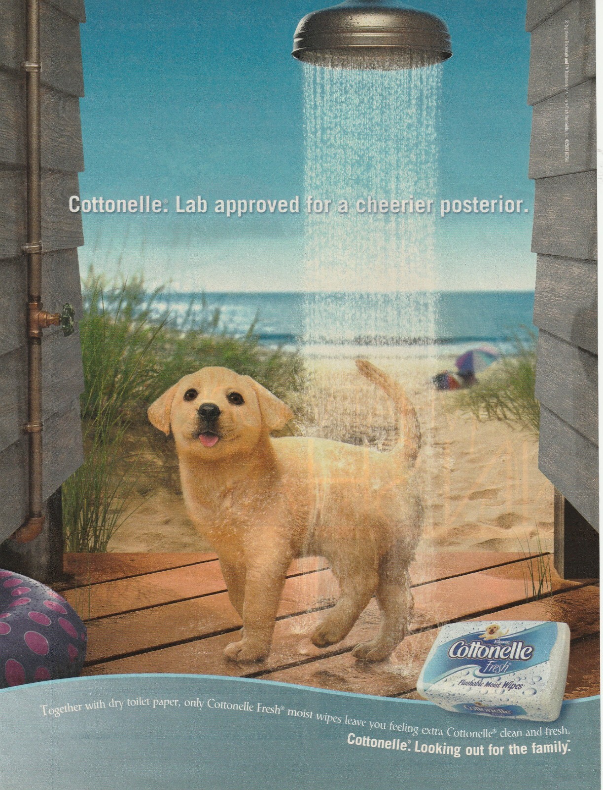 Cottonelle Moist Wipes Yellow Labrador Retriever 2003 Picture Print Ad Clip art