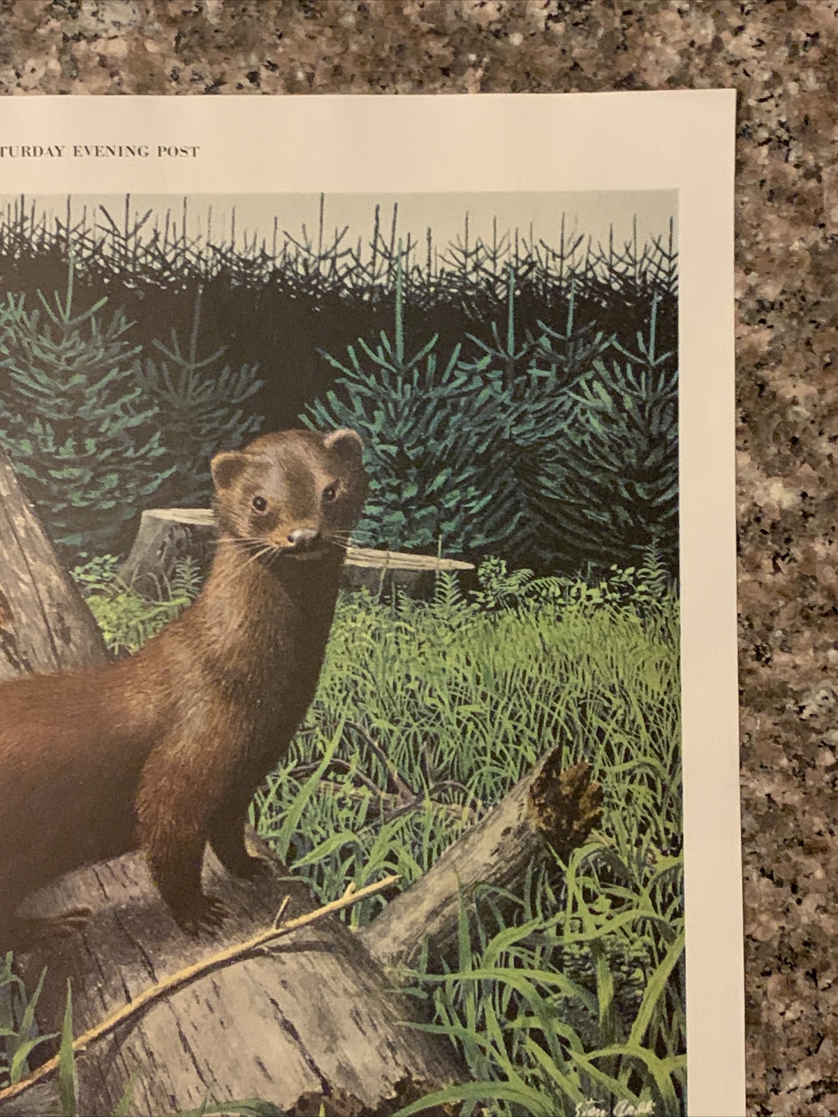 1955 Weyerhaeuser Timber PRINT AD Otter Meet Wood Demand VTG 1950s Tree Farming