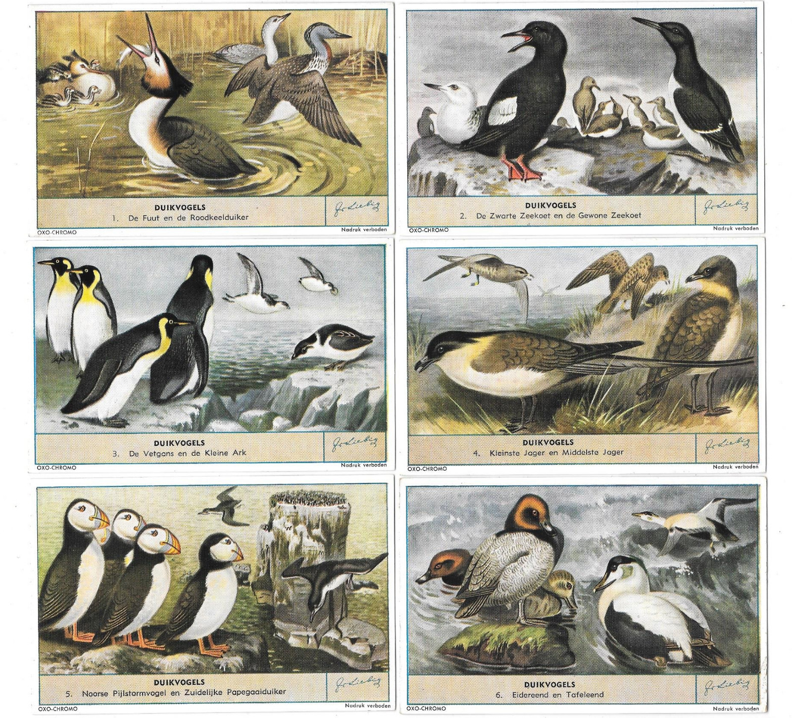 LIEBIG TRADE CARDS, DIVING BIRDS 1955 Set of 6 Cards (S1634 Dutch).