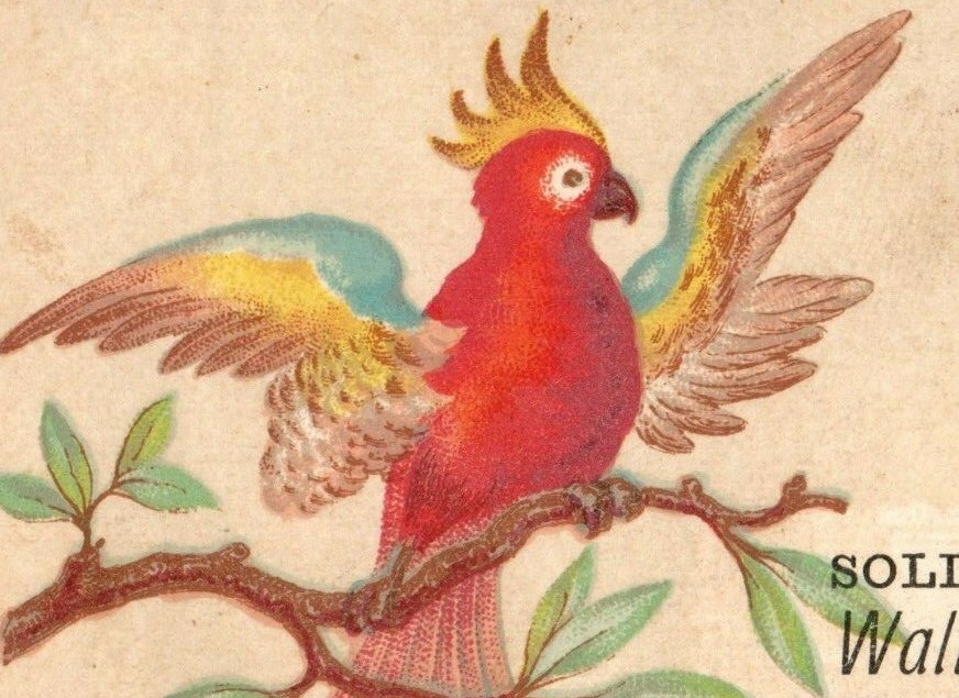 1870’s De Young & Bro. Solid Gold & Silver Waltham Watches Colorful Parrot P167
