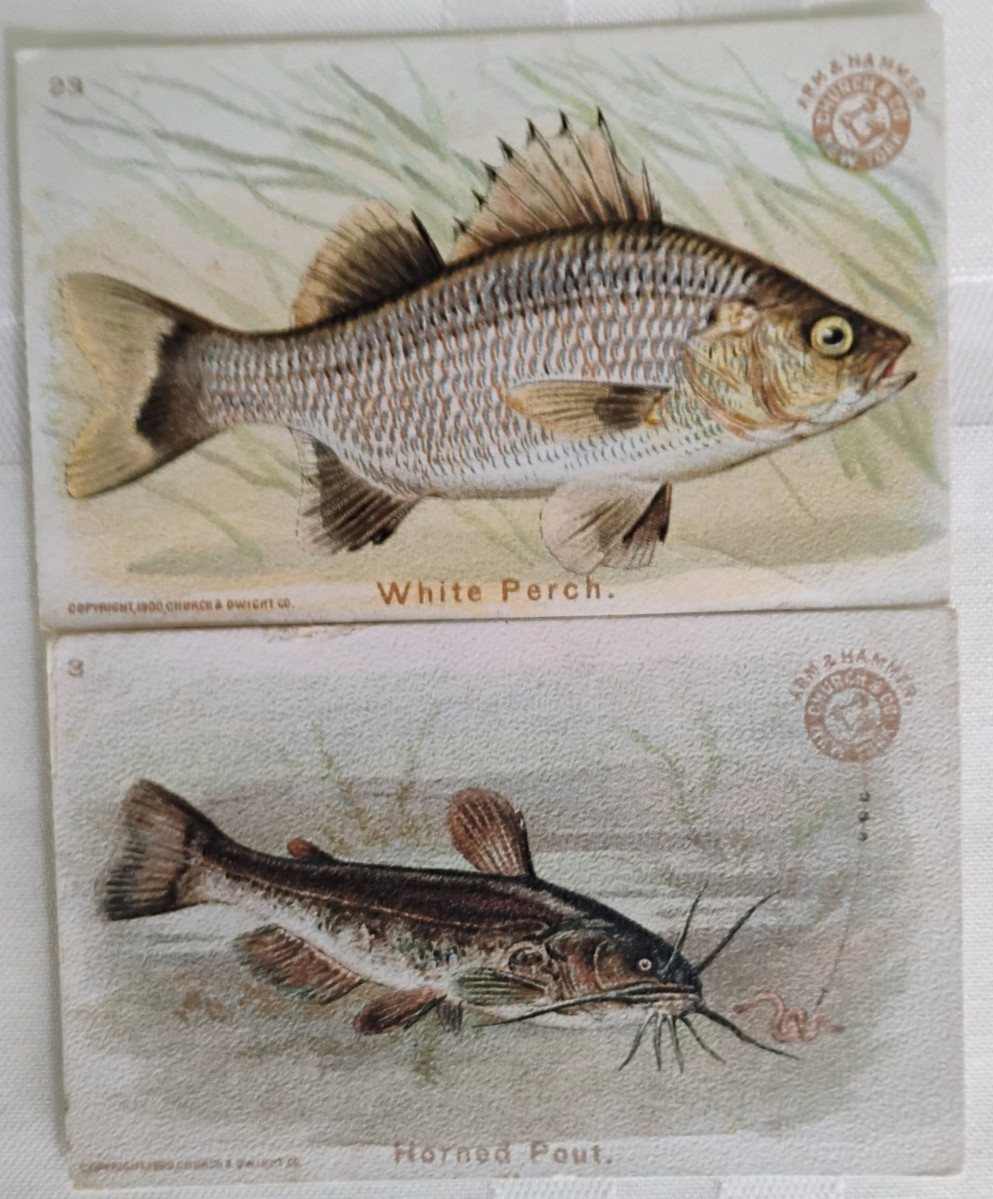 2 Arm & Hammer Church & Co. Fish Series Trade Cards White Perch, Horned Pout