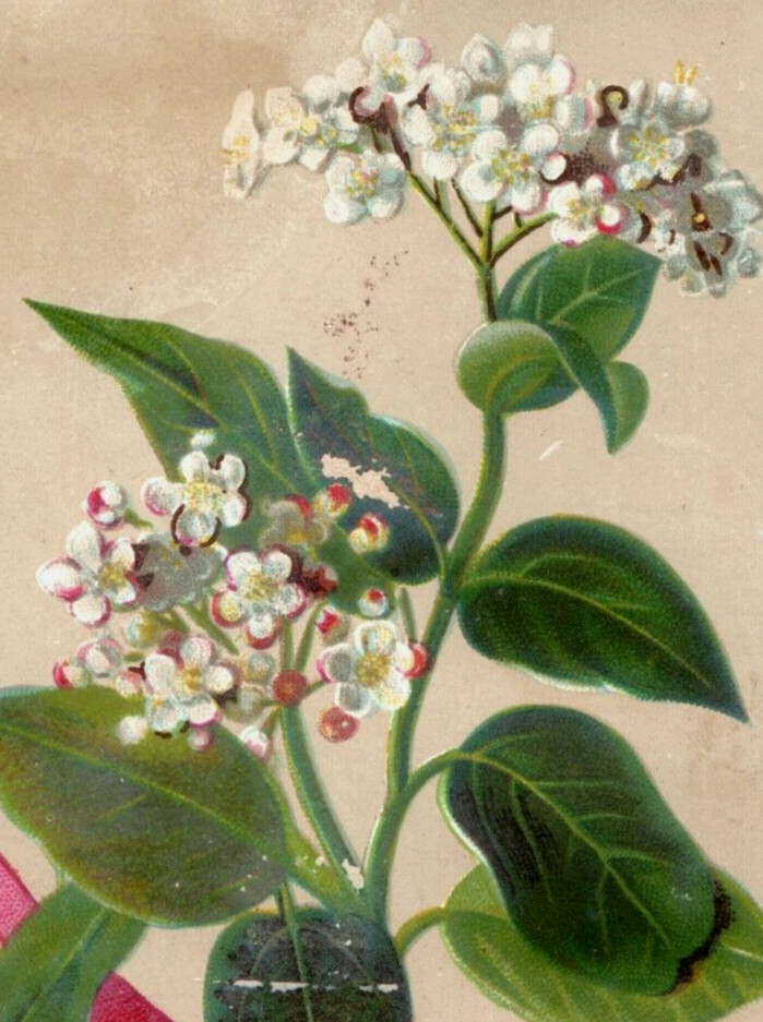 1880s Raphael Tuck Christmas Card Lovely Flower F153