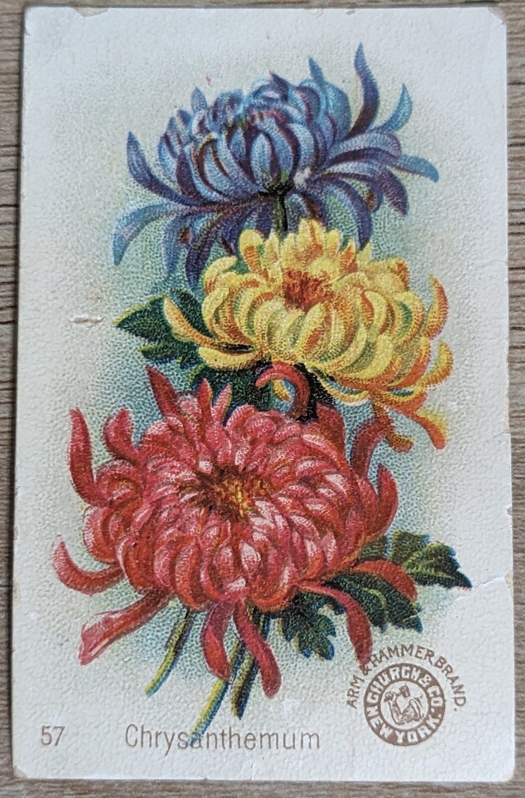 1895 AH800 Church & Co Arm & Hammer Beautiful Flowers Chrysanthemum Card #57