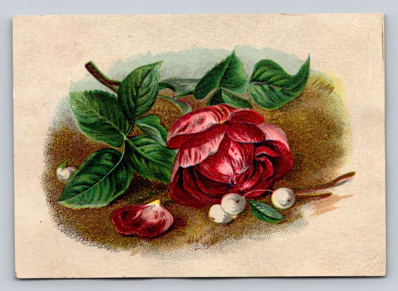 Lion Coffee Woolson Spice Red Rose P66