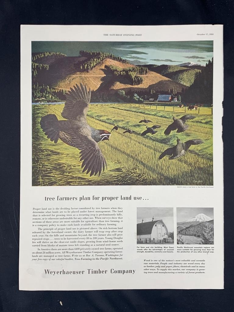 Magazine Ad* – 1953 – Weyerhaeuser Timber – Quail