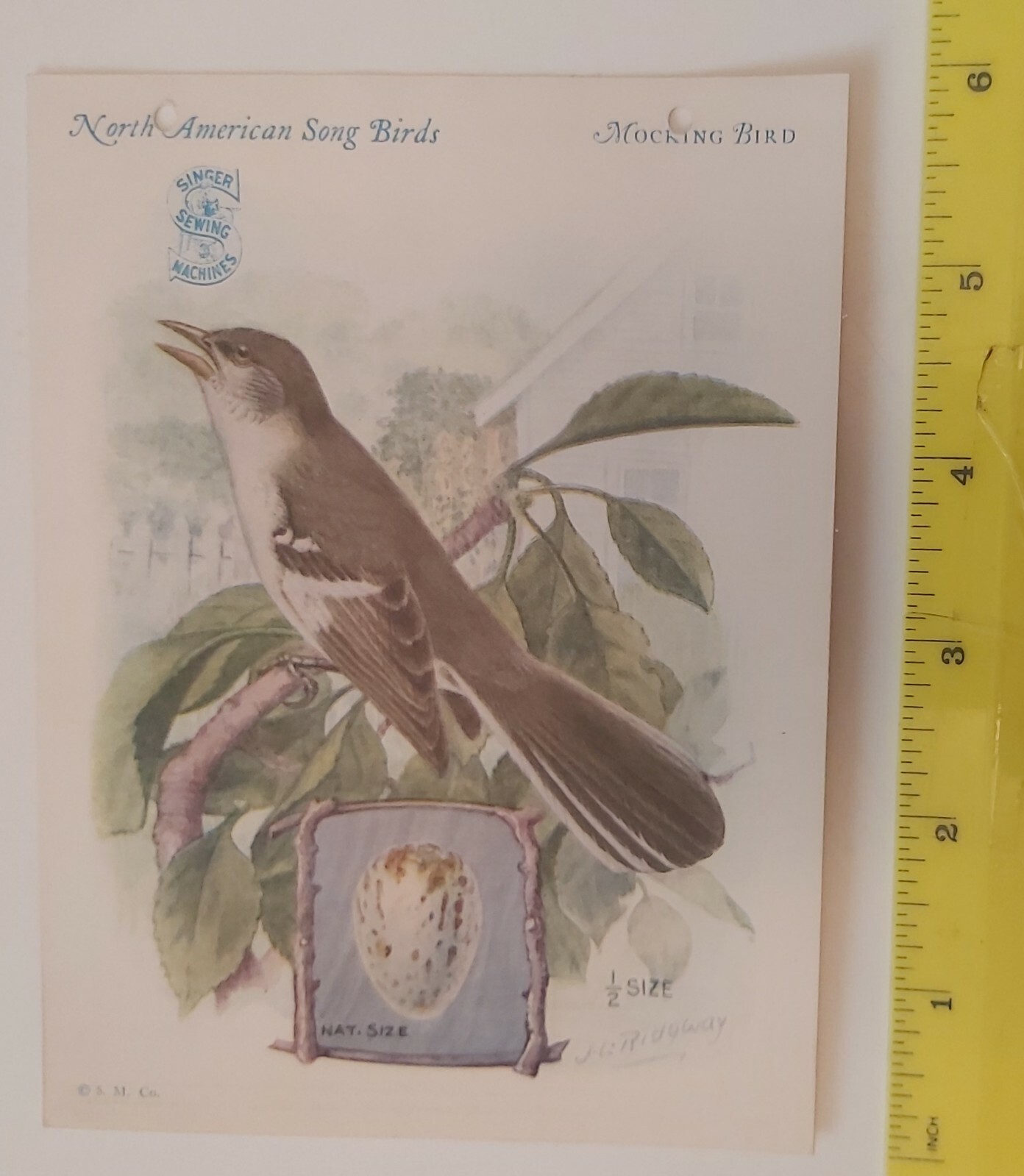 /RARE (NY)1926-27″SINGER SEWING MACHINES-MOCKING BIRD”TRADE CARD-SONG BIRDS-MINT
