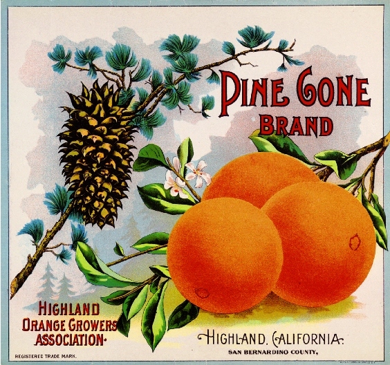 Highland Pine Cone Brand California Orange Citrus Fruit Crate Label Art Print