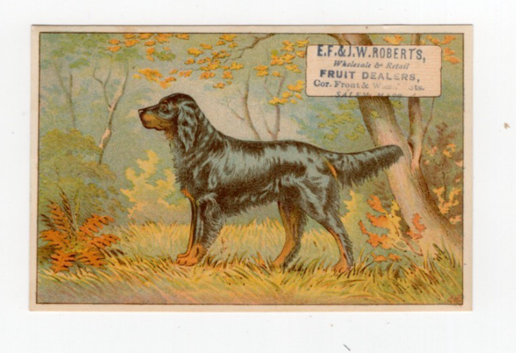 Gordon Setter hunting dog trade card-D
