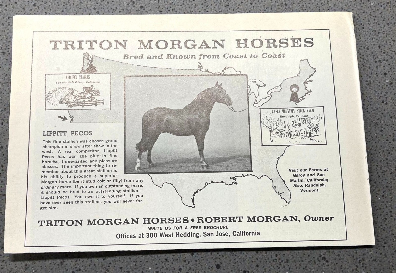 Triton Morgan Horses Vintage Print Ad 1960s Lippitt Pecos Stallions San Jose CA