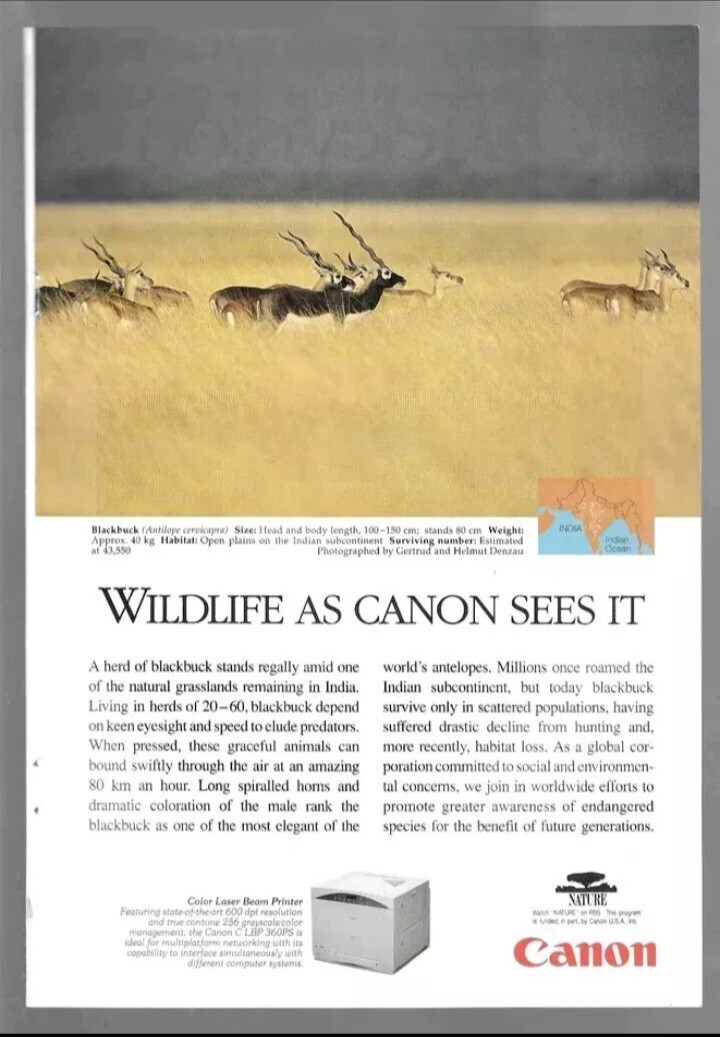 1996 Wildlife As Canon Sees It PBS Nature Series Blackbuck Antelope Vintage Ad