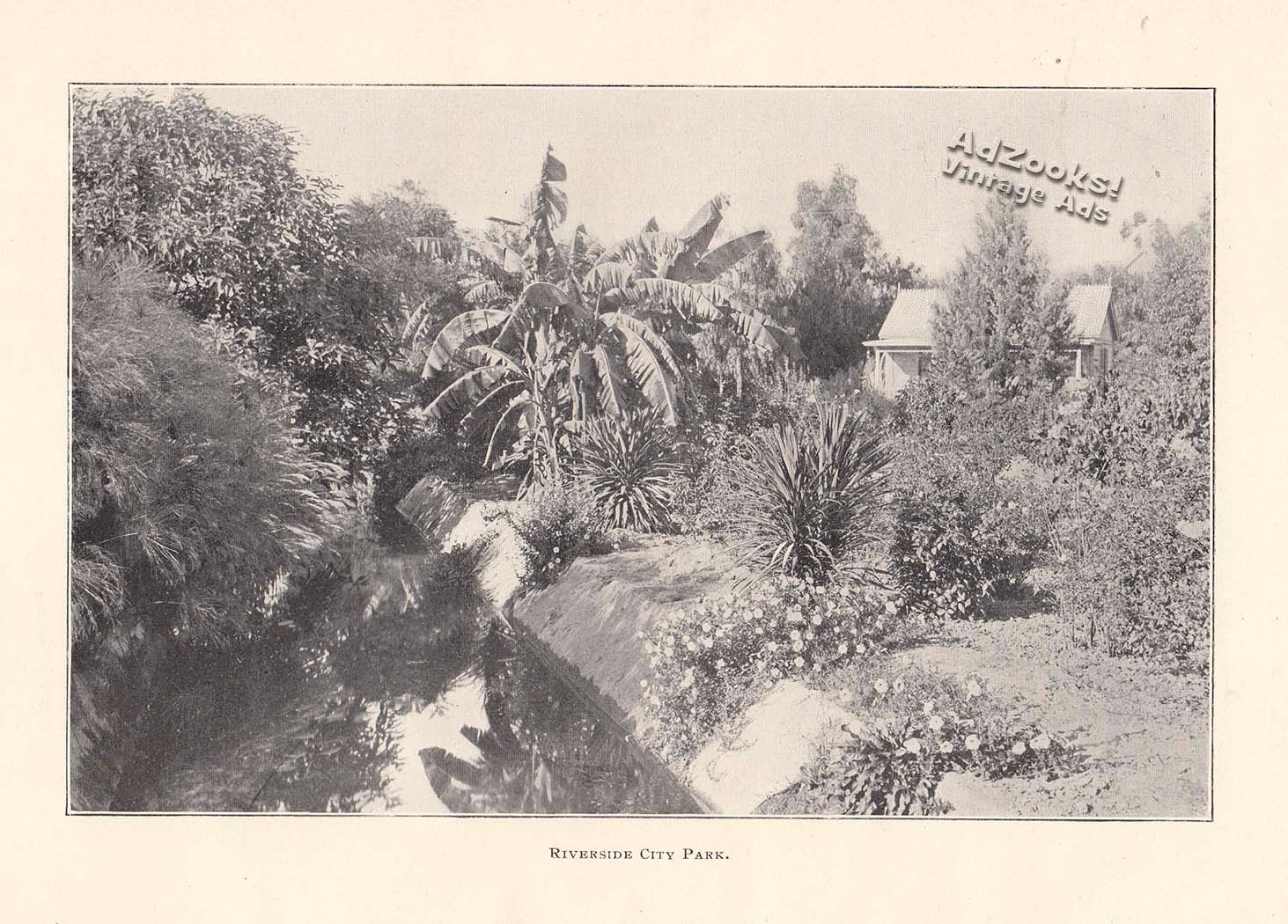 1903 Riverside California City Park (White Park) and the Lower Canal Print Image