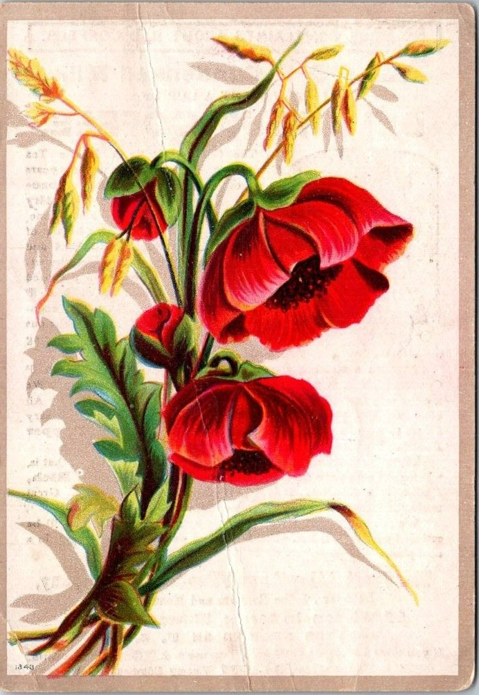 A & P Condensed Milk Poppy Poppies Flower Avoid Bad Coffee JQV3