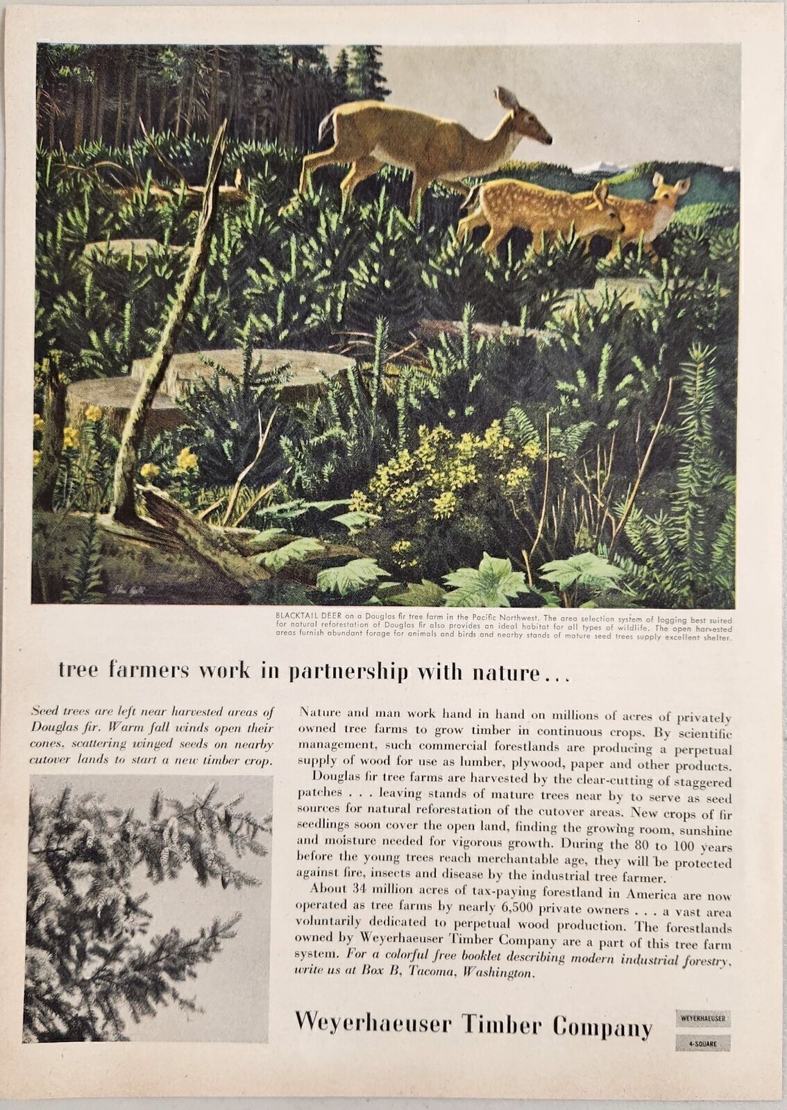 1955 Print Ad Weyerhaeuser Timber Blacktail Deer,2 Fawns Douglas Fir Tree Farm