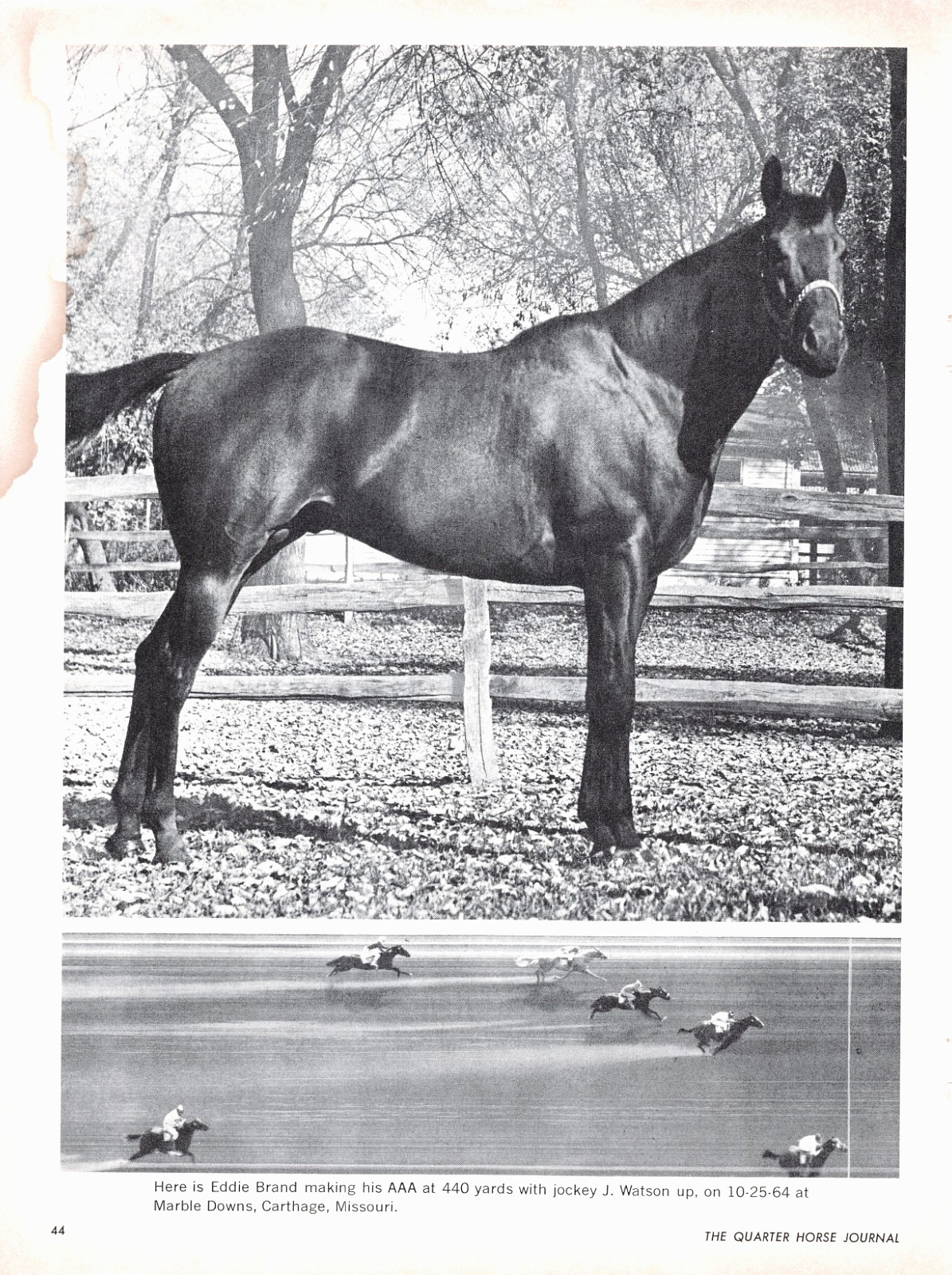 Quarter Horse Eddie Brand Marble Downs Racing Missouri 1964 Magazine Excerpt