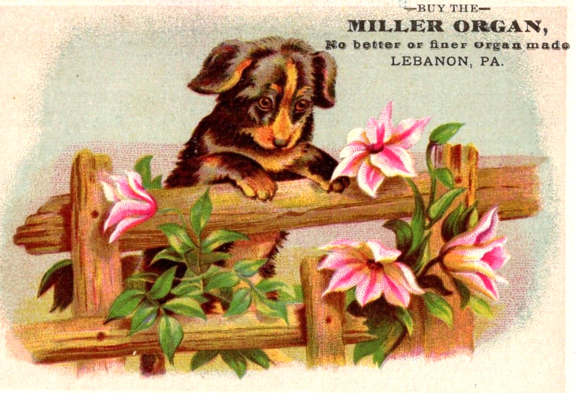 Miller Organ LEBANON PA Puppy Lillies on Fence Victorian Trade Card