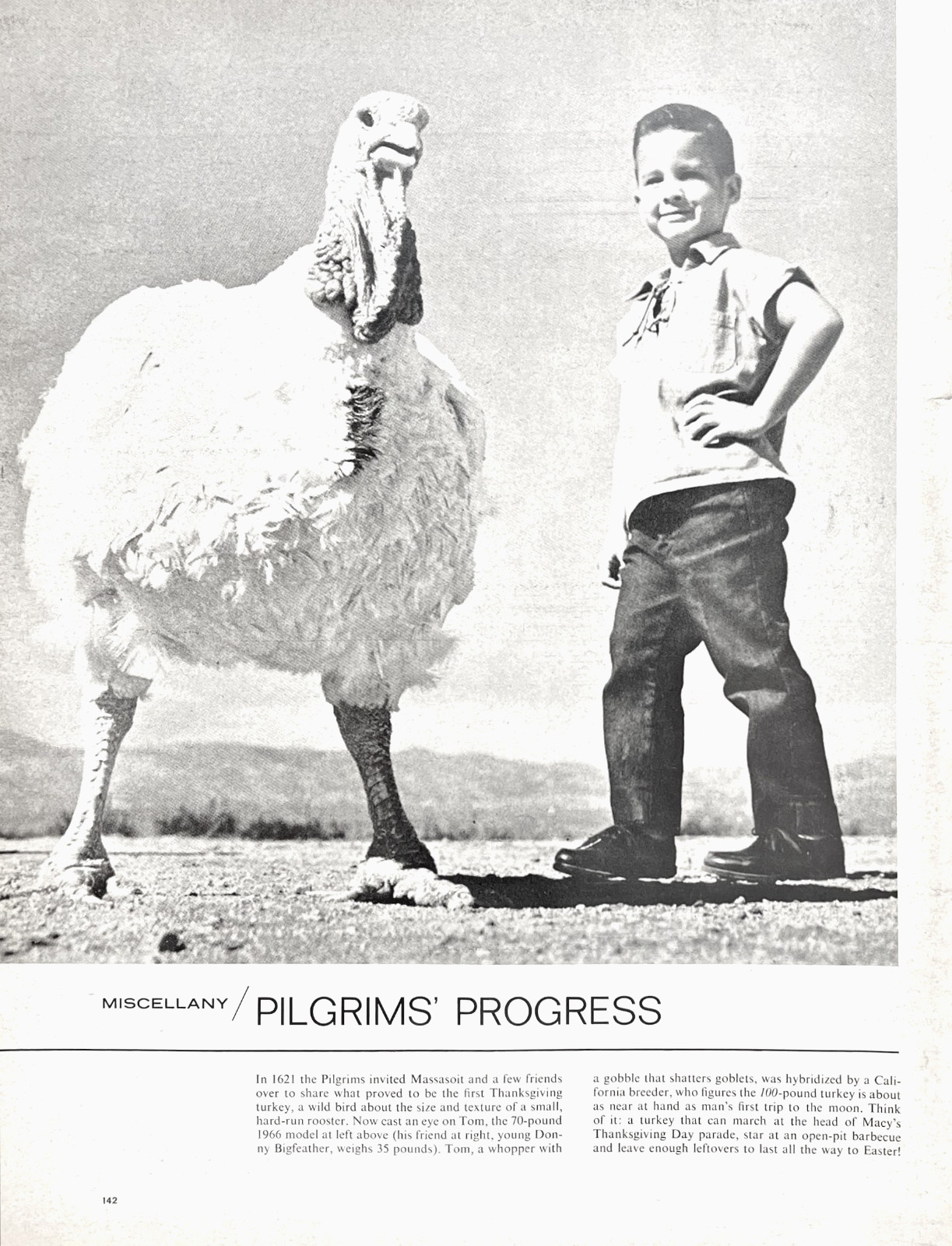 Pilgrims Progress Giant 70 LB Turkey Farm Curiosity Photo Feature Vtg Mag Print