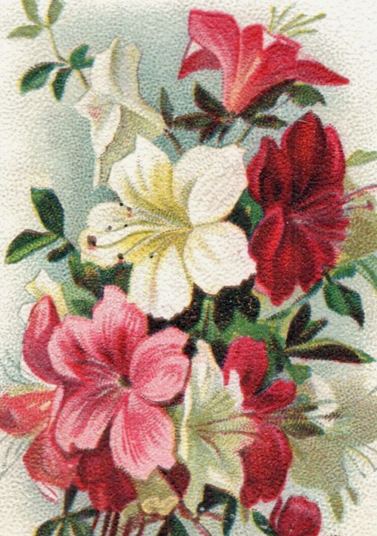 1900 Arm & Hammer Beautiful Flowers Series No. 14 Azaleas F134