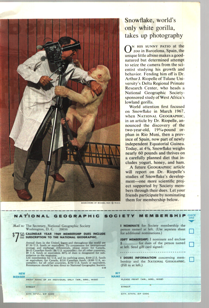 National Geographic Snowflake World’s only White Gorilla Original VTG Print Ad