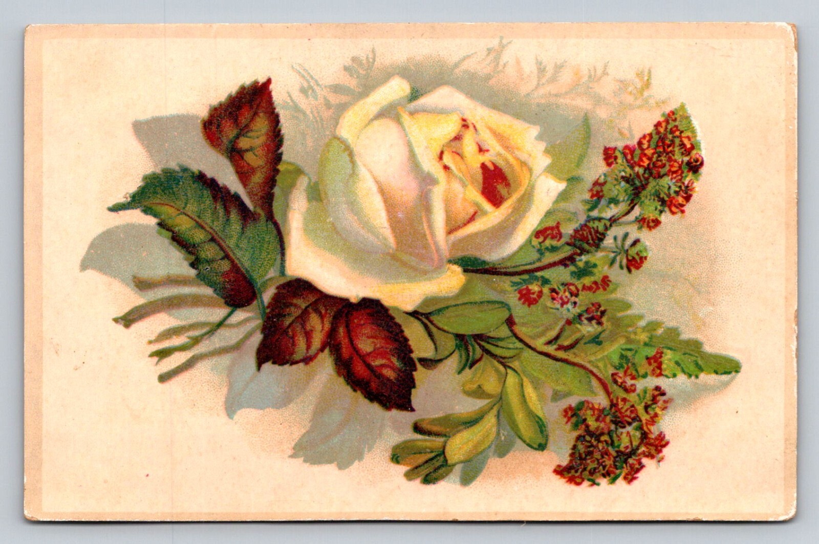 Yellow Rose George Boyd Sons Celebrated Table Syrup Queen P845