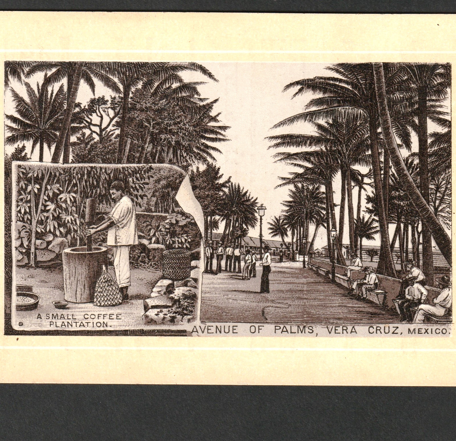 Coffee Plantation 1890’s Vera Cruz Mexico PhotoLith Dayton Spice Mill Trade Card