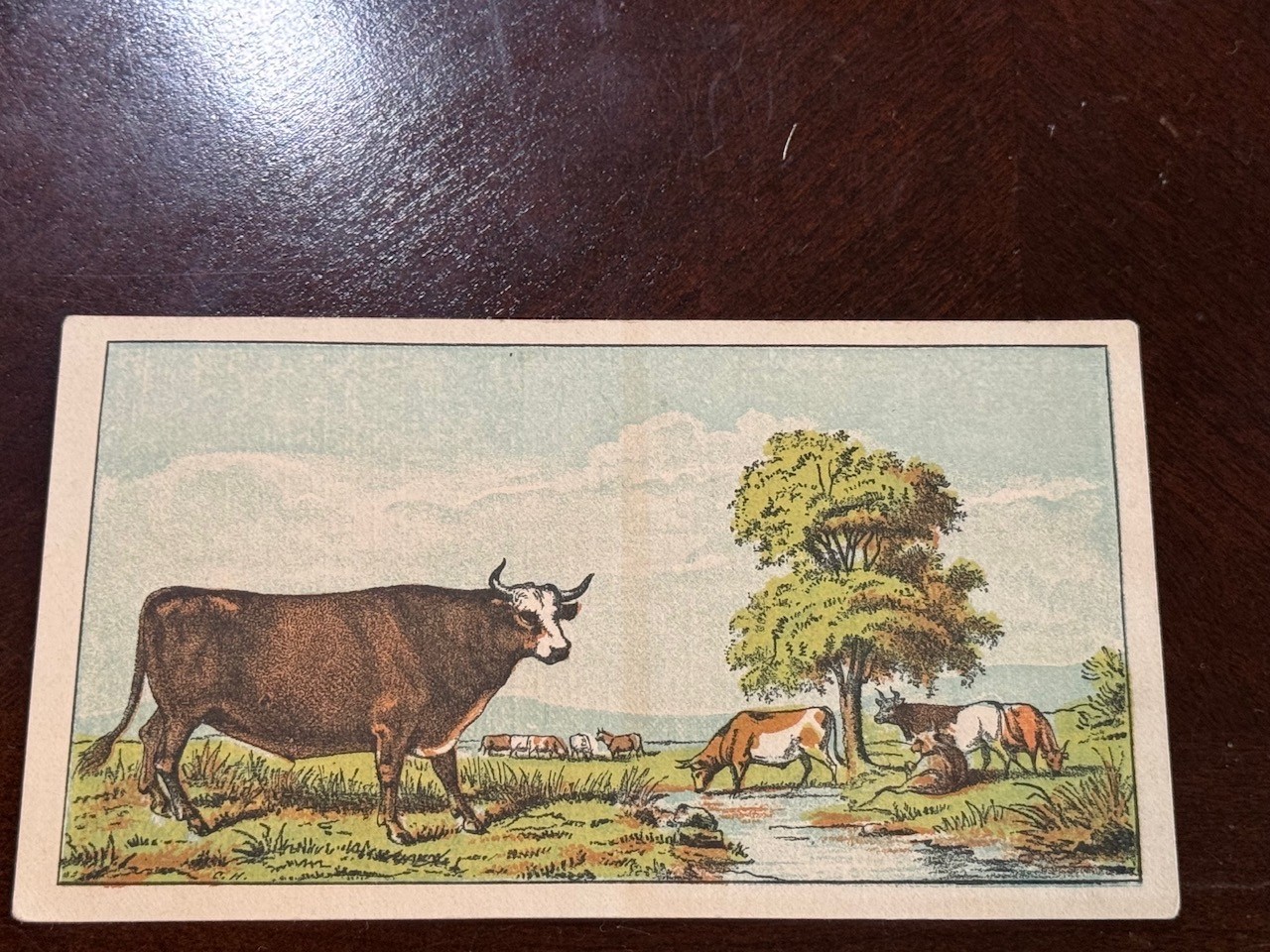 B-176 Victorian Trade Card 1870’s-80’s Boston Beef Packing Co. Slaughter House