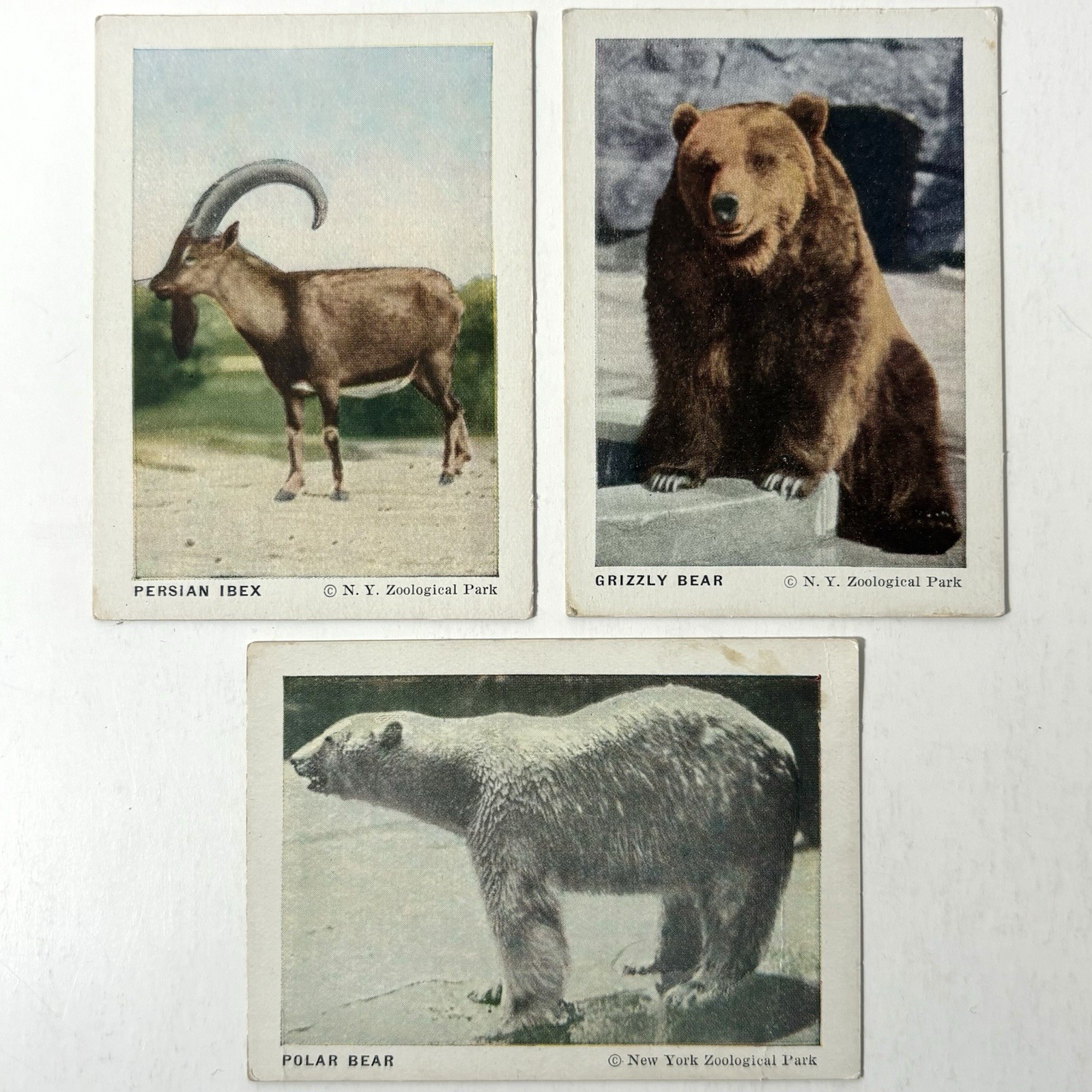Frostick NY New York City Zoological Park Bronx Zoo Antique Cards Lot Bear Ibex