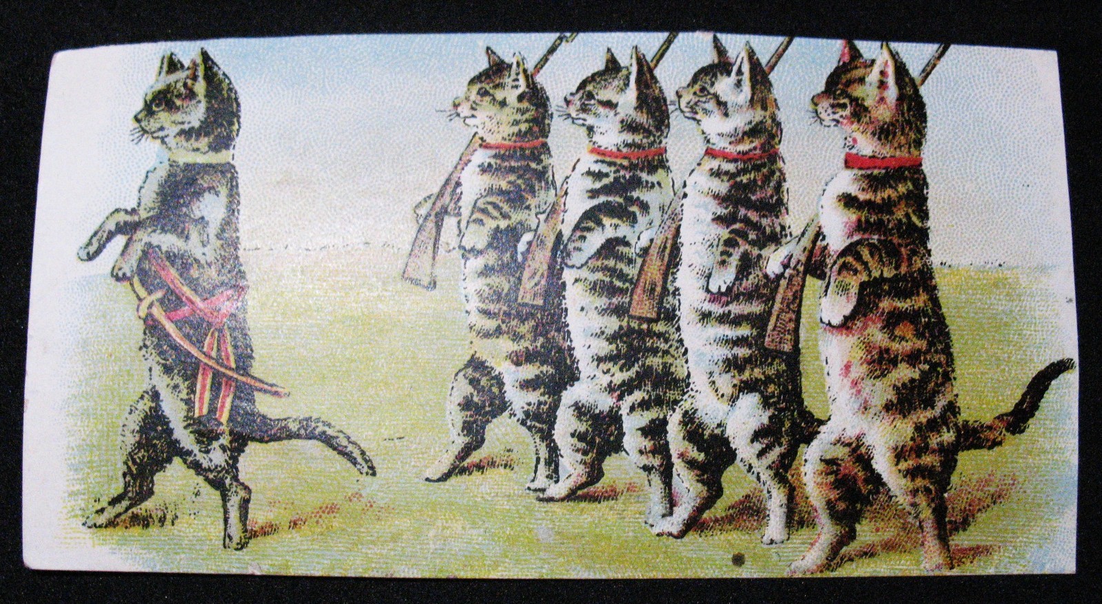 S Anderson Window Shades & Lace Curtains Ant. 1880s Victorian Trade Card w Cats