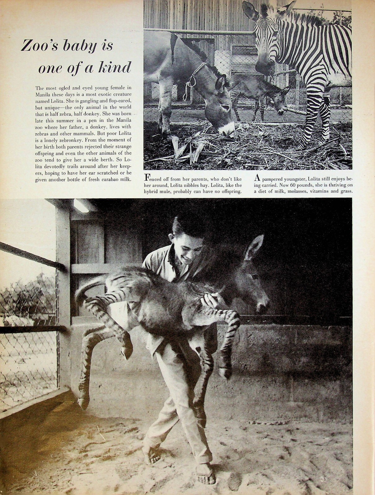 1962 Zebronkey Zebra Legs Donkey Ears Vintage 1960s Print Article