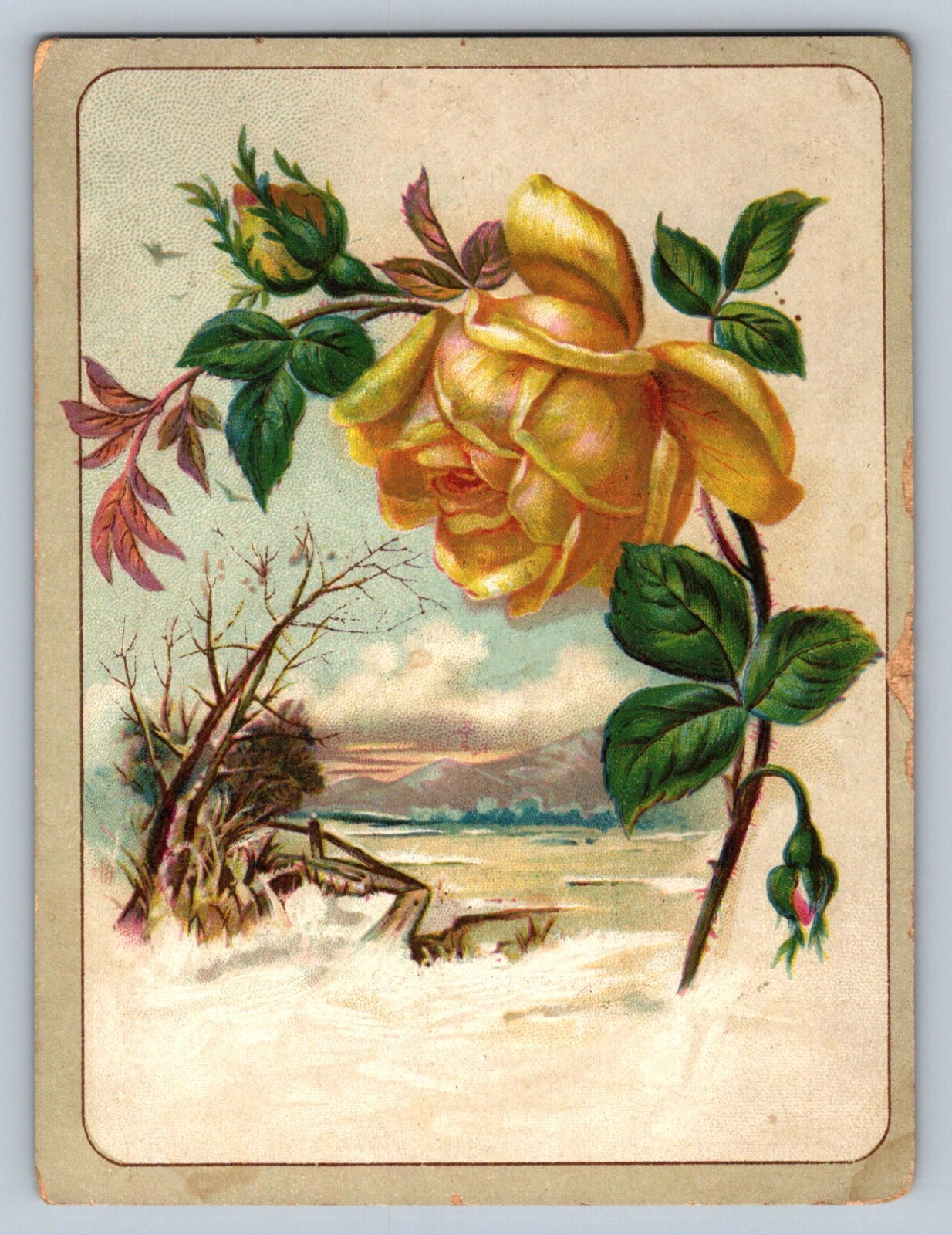 Trade Card Woolson Spice Lion Coffee Yellow Rose P215