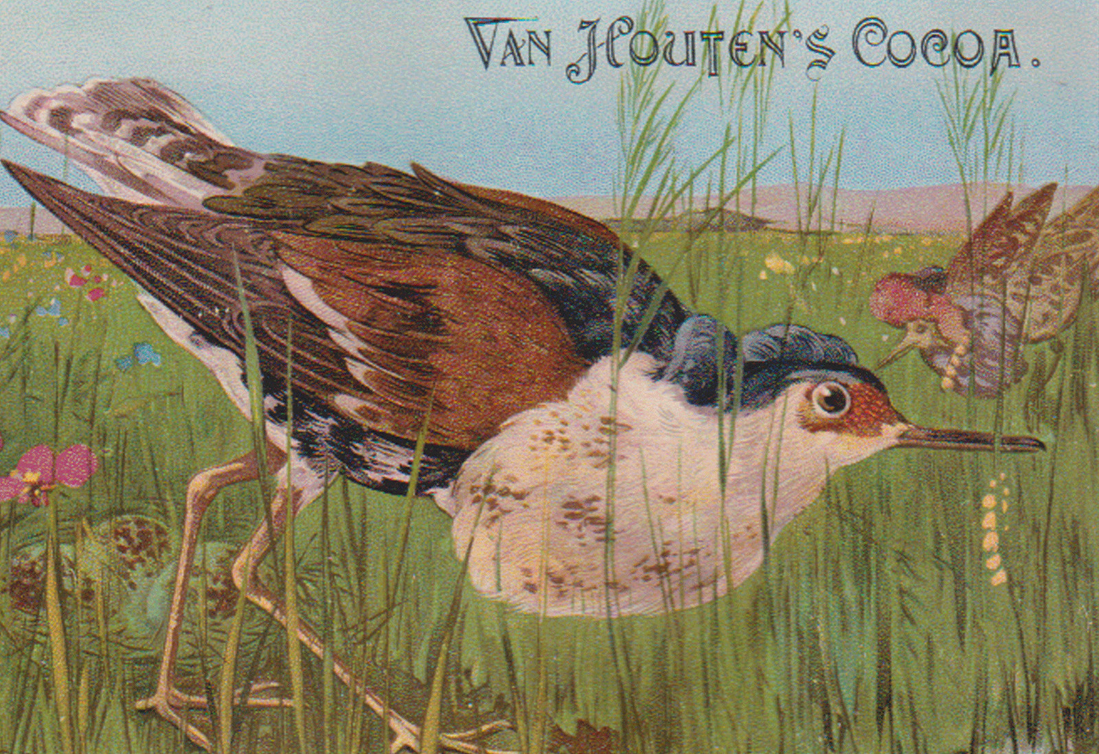 VAN HOUTEN COCOA TRADE CARD, “BETTER THAN COFFEE FOR THE NERVES” “THE RUFF” *238
